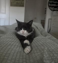 Lost Female Cat last seen Northlawn and Foxfire, Tampa, FL 33618