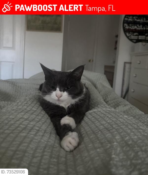 Lost Female Cat last seen Northlawn and Foxfire, Tampa, FL 33618