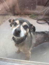 Reunited Male Dog last seen Near benning street, Orangevale, CA 95662