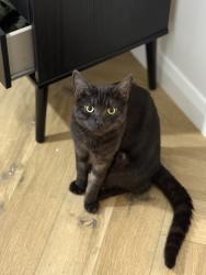 Reunited Male Cat last seen Palace square- playdell avenue, Greater London, England SE19 2LS
