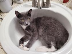 Lost Male Cat last seen On Faircloth rd near County rd 93, Baldwin County, AL 36549