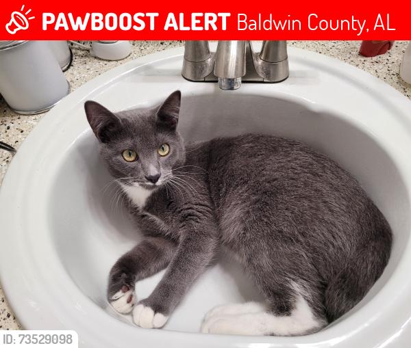 Lost Male Cat last seen On Faircloth rd near County rd 93, Baldwin County, AL 36549