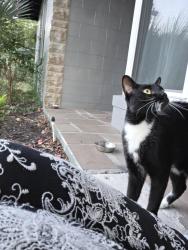 Found/Stray Unknown Cat last seen Airport blvd, Sanford, FL 32773
