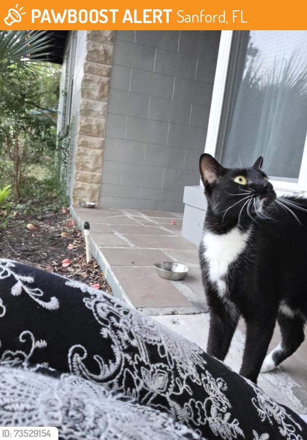 Found/Stray Unknown Cat last seen Airport blvd, Sanford, FL 32773