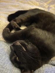 Lost Male Cat last seen Bayview Street, Yarmouth, ME 04096