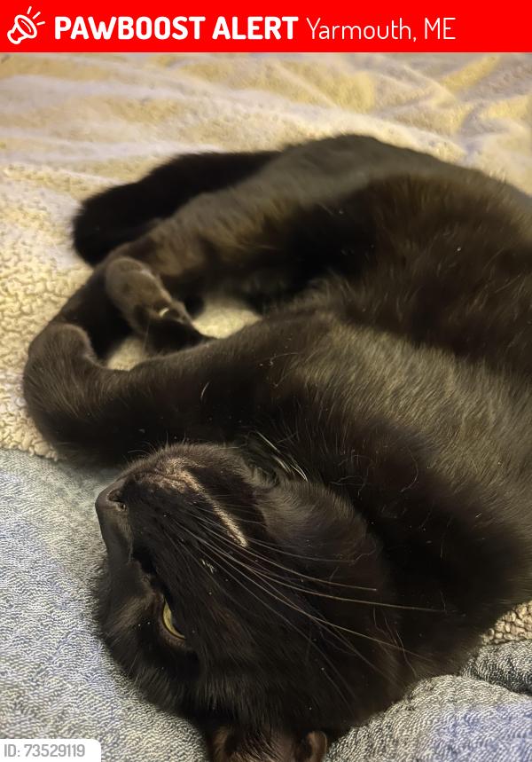 Lost Male Cat last seen Bayview Street, Yarmouth, ME 04096