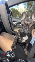 Reunited Female Dog last seen NW 151st, Opa-locka, FL 33054