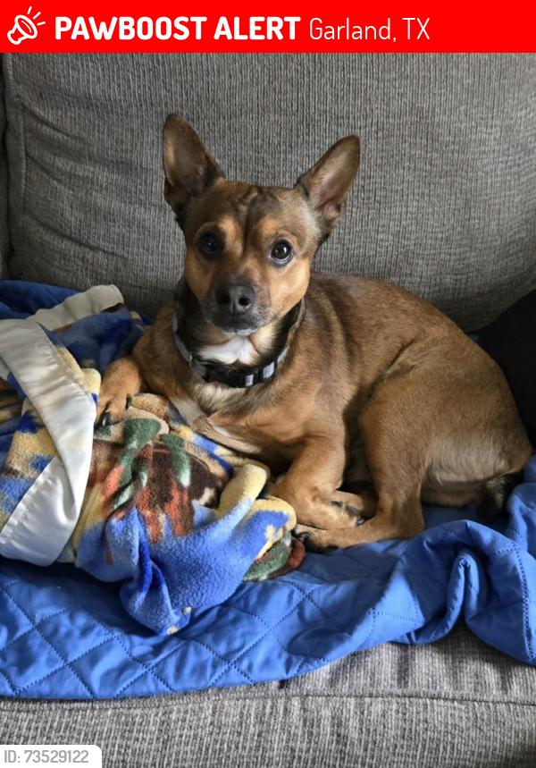 Lost Male Dog last seen Arapaho and Galaxie, Garland, TX 75044