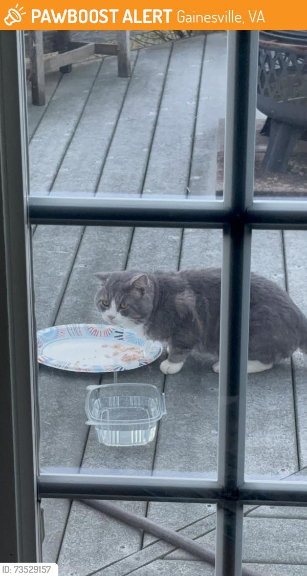 Found/Stray Unknown Cat last seen Near Somerset crossing drive, Gainesville, VA 20155