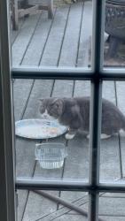 Found/Stray Unknown Cat last seen Near Somerset crossing drive, Gainesville, VA 20155