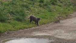 Found/Stray Unknown Cat last seen Along Legacy Parkway Trail and State Street. Near Avanti apmts, Farmington Parks and Rec, and Monumetric, Farmington, UT 84025