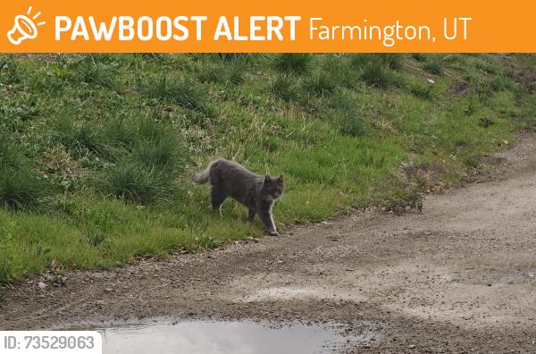 Found/Stray Unknown Cat last seen Along Legacy Parkway Trail and State Street. Near Avanti apmts, Farmington Parks and Rec, and Monumetric, Farmington, UT 84025
