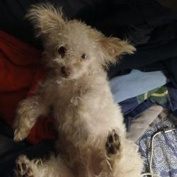 Lost Male Dog last seen Between waffle hse and Tom thumb on 87th, Navarre, FL 32566
