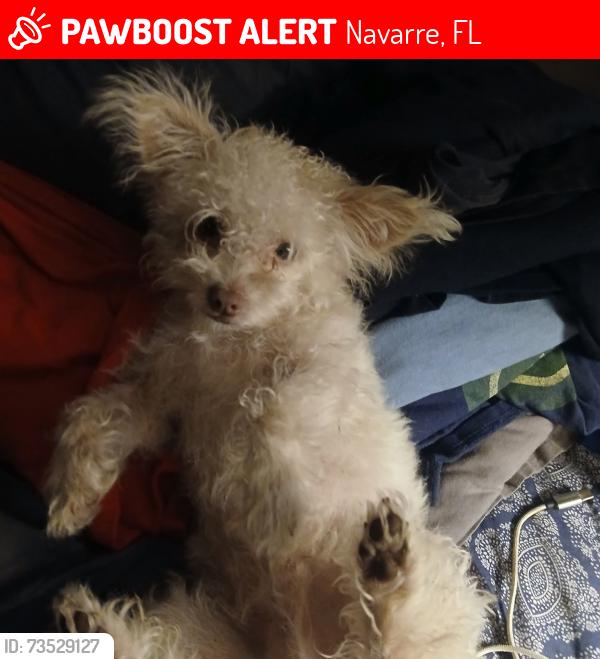 Lost Male Dog last seen Between waffle hse and Tom thumb on 87th, Navarre, FL 32566