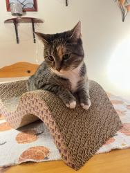 Reunited Female Cat last seen Whitman Dr. heritage park, Wilmington, DE 19808