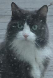 Found/Stray Unknown Cat last seen Cottington & Peachmont, Plain Township, OH 44720