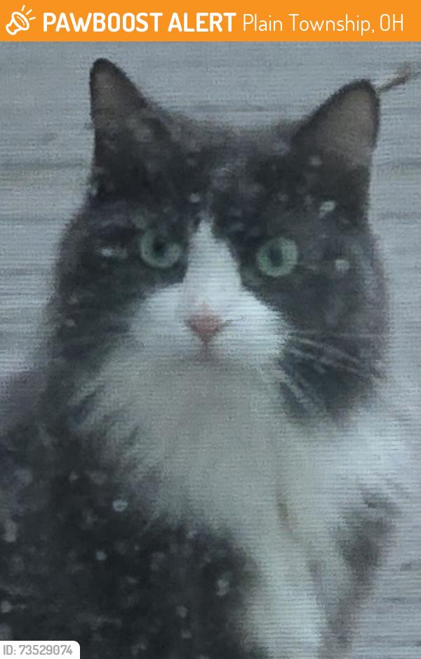 Found/Stray Unknown Cat last seen Cottington & Peachmont, Plain Township, OH 44720