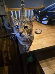 Reunited Male Cat last seen Berkley Drive, near R.A Jones School, Florence, KY 41042