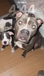 Lost Male Dog last seen Diamond hill Gas station, Madison County, GA 30646