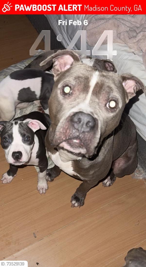 Lost Male Dog last seen Diamond hill Gas station, Madison County, GA 30646