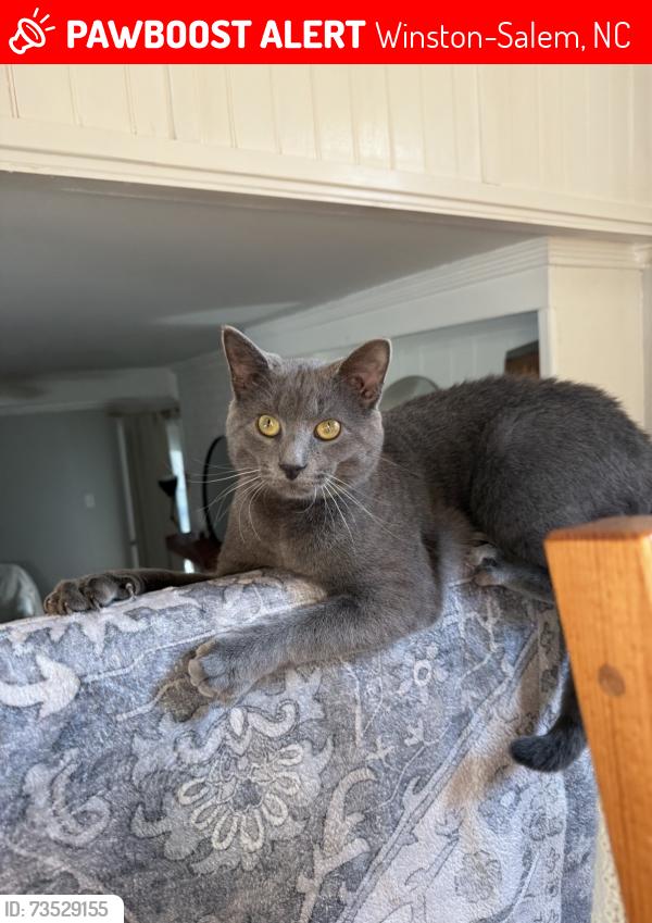 Lost Male Cat last seen London Ln, Winston-Salem, NC 27103