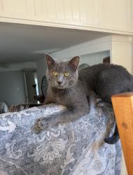 Lost Male Cat last seen London Ln, Winston-Salem, NC 27103