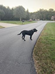 Found/Stray Unknown Dog last seen Cripplegate Terrace, Rockingham County, NC 27214