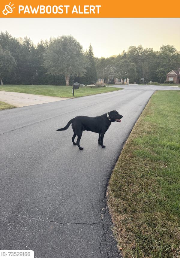 Found/Stray Unknown Dog last seen Cripplegate Terrace, Rockingham County, NC 27214