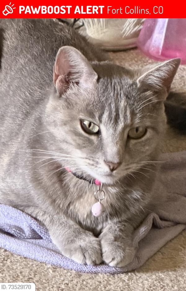 Lost Female Cat last seen Trilby Tilden, Fort Collins, CO 80528