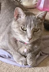 Lost Female Cat last seen Trilby Tilden, Fort Collins, CO 80528