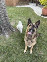 Reunited Unknown Dog last seen Valley Ridge Elementary School, Lewisville, TX 75077