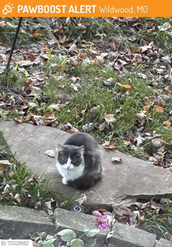 Found/Stray Unknown Cat last seen Highway 109 / Garden Valley Farms, Wildwood, MO 63038