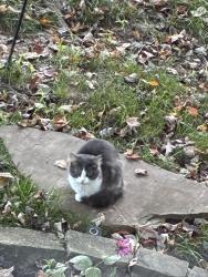 Found/Stray Unknown Cat last seen Highway 109 / Garden Valley Farms, Wildwood, MO 63038