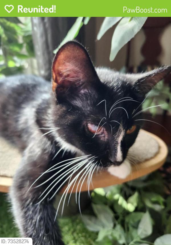 Reunited Male Cat last seen Near East End Avenue, Pittsburgh, PA 15221