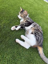 Lost Male Cat last seen Haskins/ Mils gardens, Hampshire, England SO18 3AG