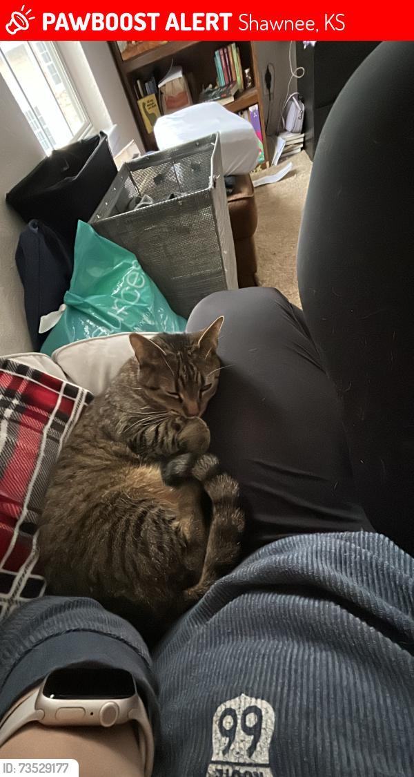 Lost Female Cat last seen 64th and Chouteau, Shawnee, KS 66226