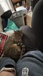 Lost Female Cat last seen 64th and Chouteau, Shawnee, KS 66226
