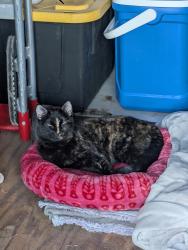 Found/Stray Female Cat last seen Shiloh and walnut, Garland, TX 75042
