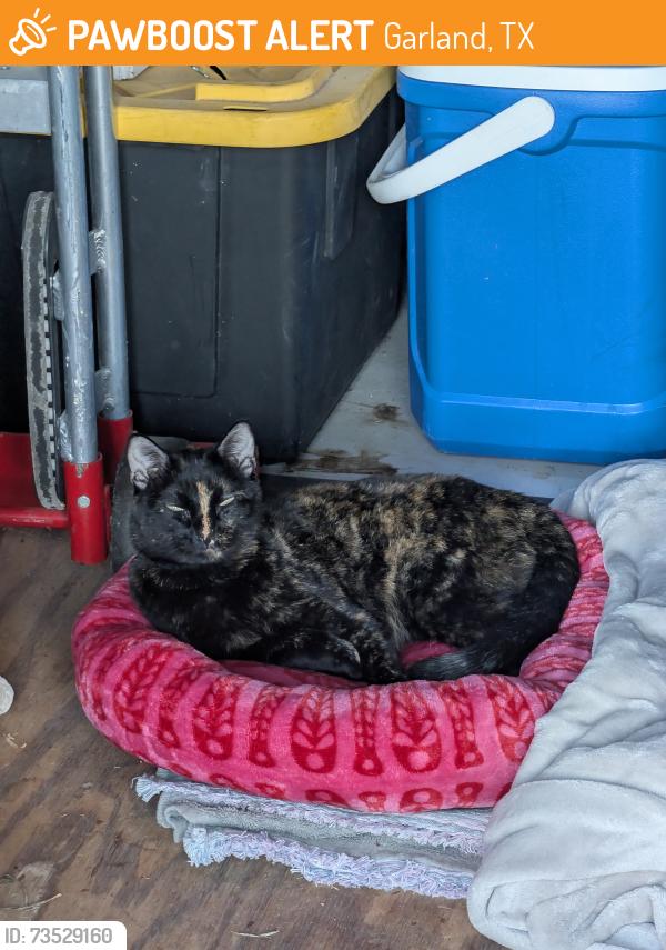 Found/Stray Female Cat last seen Shiloh and walnut, Garland, TX 75042