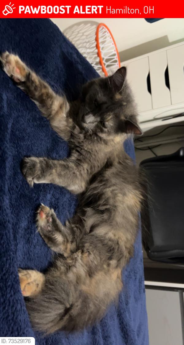 Lost Female Cat last seen Tylersville and Seward in the neighborhood off the udf, Hamilton, OH 45011