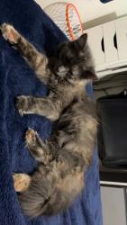 Lost Female Cat last seen Tylersville and Seward in the neighborhood off the udf, Hamilton, OH 45011