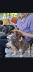 Lost Female Dog last seen Macland and Bobo, Dallas, GA 30132