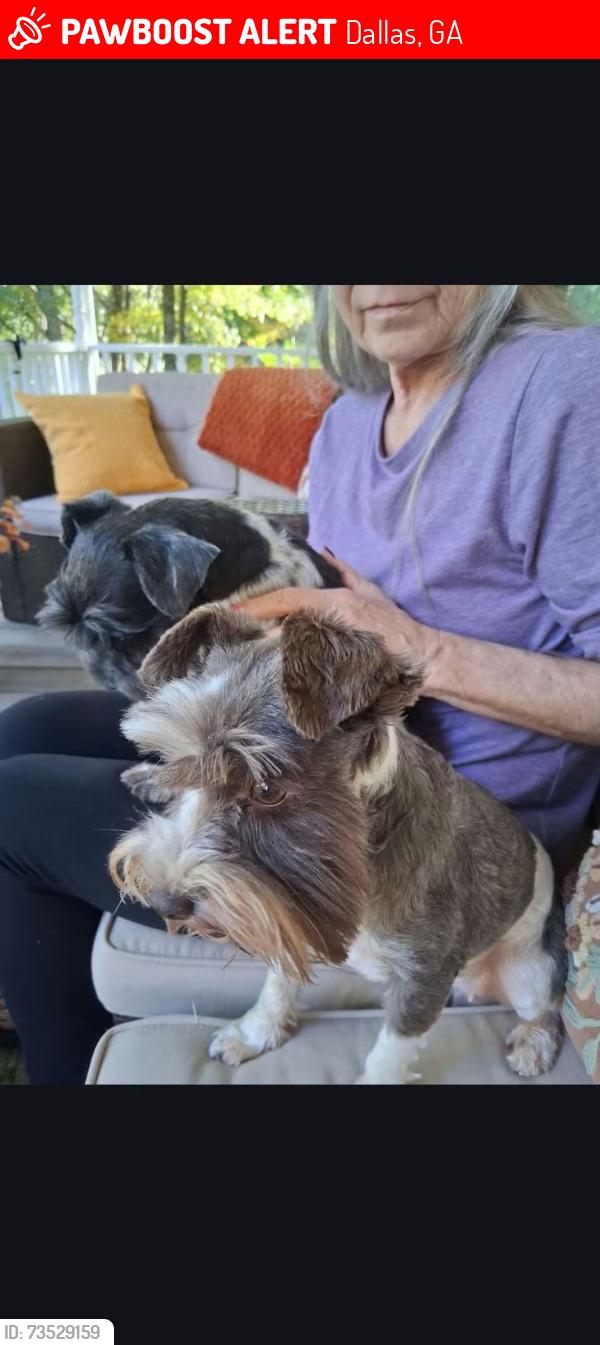 Lost Female Dog last seen Macland and Bobo, Dallas, GA 30132