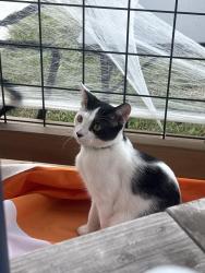 Found/Stray Male Cat last seen Found near the church on east oldham ave, Knoxville, TN 37917