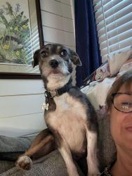 Reunited Female Dog last seen Sandy springs and cross roads, Lexington, SC 29073