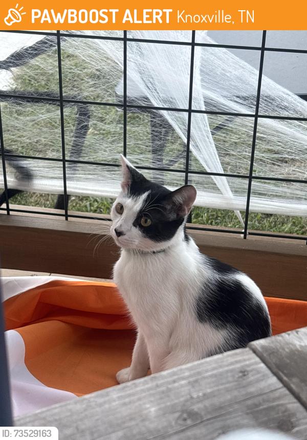 Found/Stray Male Cat last seen Found near the church on east oldham ave, Knoxville, TN 37917