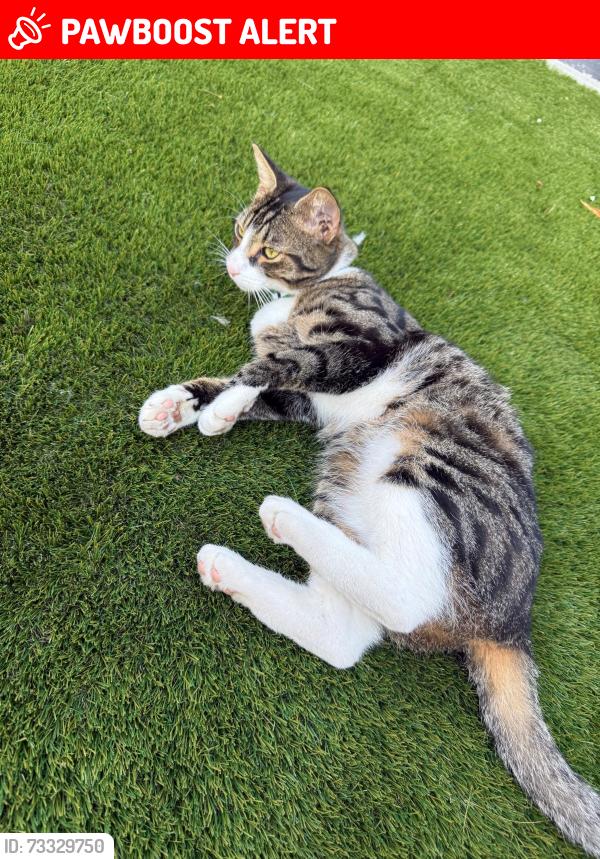 Lost Male Cat last seen Haskins/ Mils gardens, Hampshire, England SO18 3AG