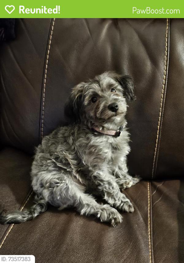 Reunited Female Dog last seen Pottery Road Pottery Gallery, Seagrove, NC 27341