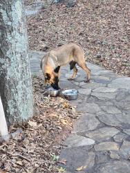 Reunited Female Dog last seen Cedar mountain Rd, Douglas County, GA 30134