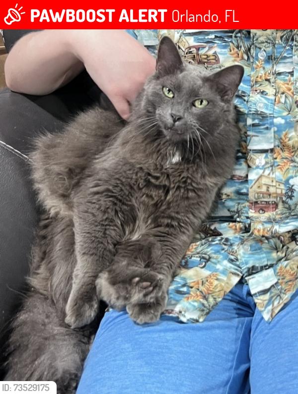 Lost Male Cat last seen Cactus Court and Tamarind Circle, Orlando, FL 32819